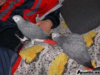 Loros y huevos f&eacute;rtiles frescos listos para la venta