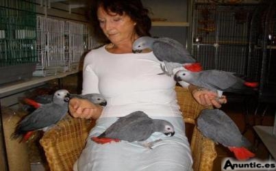 beb&eacute; loros y huevos f&eacute;rtiles para la venta