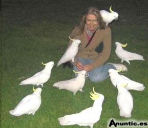 beb&eacute; loros y huevos f&eacute;rtiles para la venta