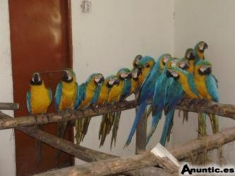 beb&eacute; loros y huevos f&eacute;rtiles para la venta