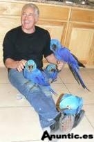 Guacamayo jacinto para su aprobaci&oacute;n