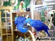 Guacamayo jacinto para su aprobaci&oacute;n