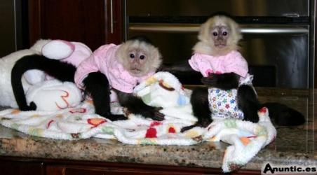 monos capuchinos para su aprobaci&oacute;n