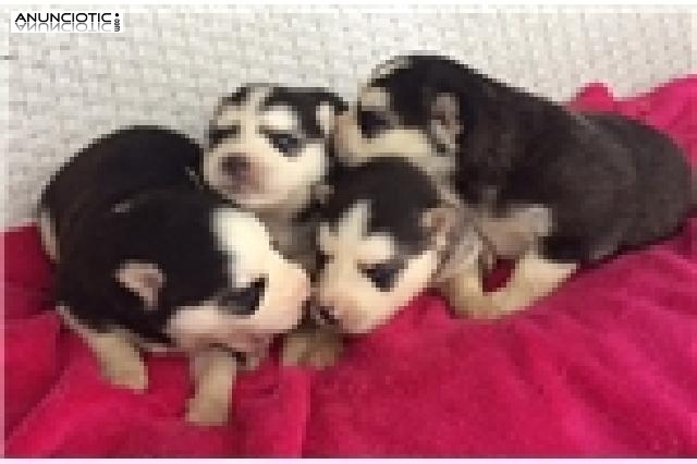 Husky cachorros para su aprobaci&oacute;n