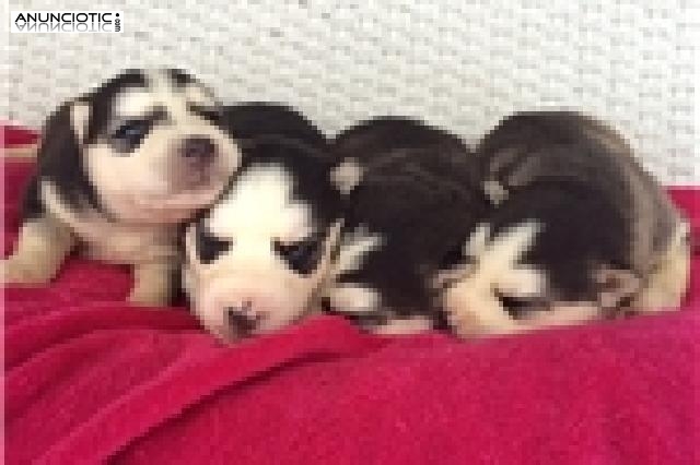 Husky cachorros para su aprobaci&oacute;n
