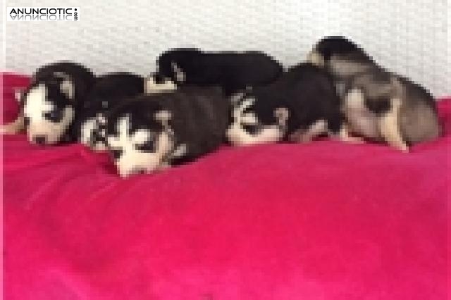 Husky cachorros para su aprobaci&oacute;n