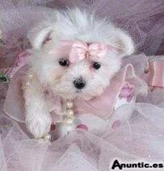Bichon malteses para su adopci&oacute;n