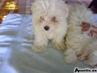Bichon malteses para su adopci&oacute;n