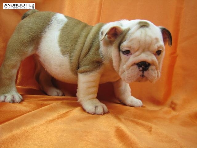 Afectuoso ingl&eacute;s Bulldog cachorros disponibles