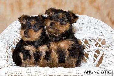 Taza de t&eacute; encantadora cachorros macho y hembra Yorkie Para Re homing!