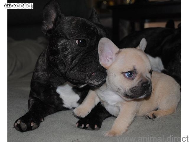Bulldog Franc&eacute;s cachorros disponibles para adopci&oacute;n