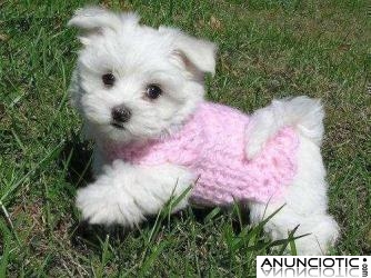 Dos cachorros malt&eacute;s para su aprobaci&oacute;n.