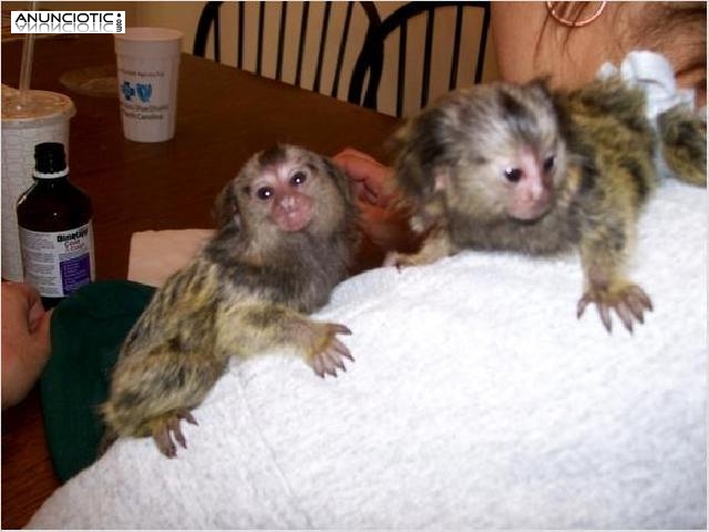  Beb&eacute; Mono Titi Disposible