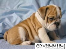 Adorable Bulldog Ingl&eacute;s cachorros