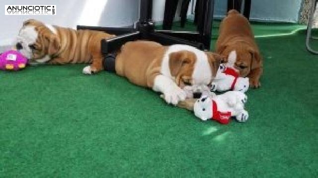 Lovely Bulldog Ingl&eacute;s cachorros para su aprobaci&oacute;n