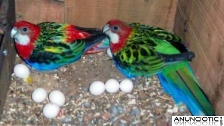 Loro huevos f&eacute;rtiles y loros beb&eacute;s para la venta
