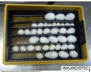 Loro huevos f&eacute;rtiles y loros beb&eacute;s para la venta