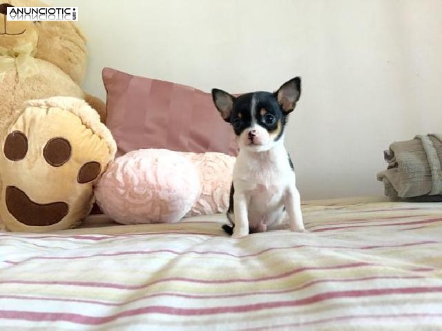 Cachorros chihuahua tama&ntilde;o mini