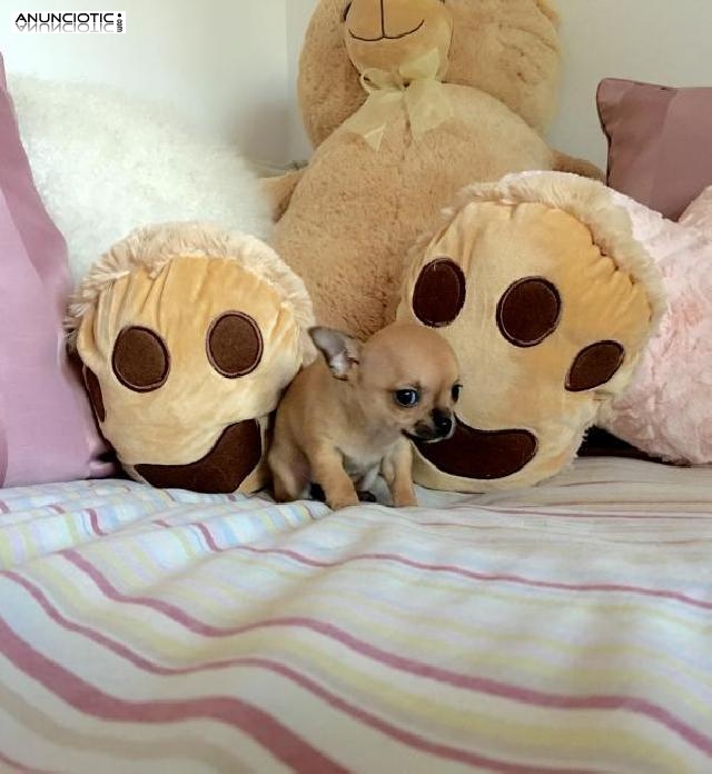 Cachorros chihuahua tama&ntilde;o mini