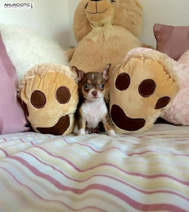 Cachorros chihuahua tama&ntilde;o mini