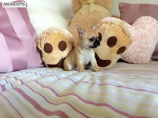 Cachorros chihuahua tama&ntilde;o mini