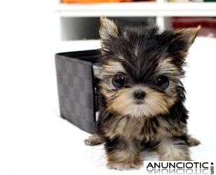 Taza de t&eacute; Yorkie cachorros