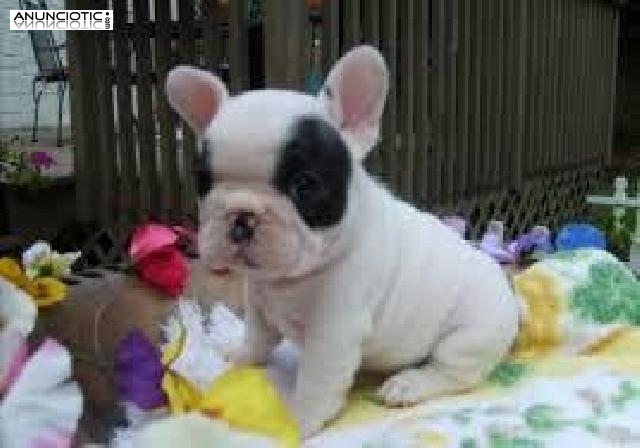 Regalo bulldog franc&eacute;s cachorros para adopcion gratis