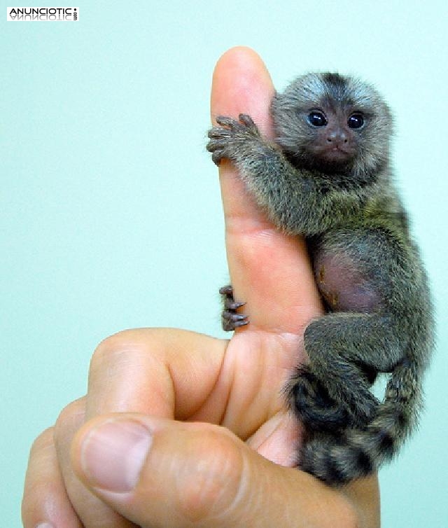 Monos tit&iacute; para su adopci&oacute;n.