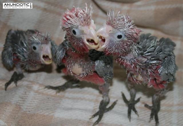 loros beb&eacute;s y huevos de loros