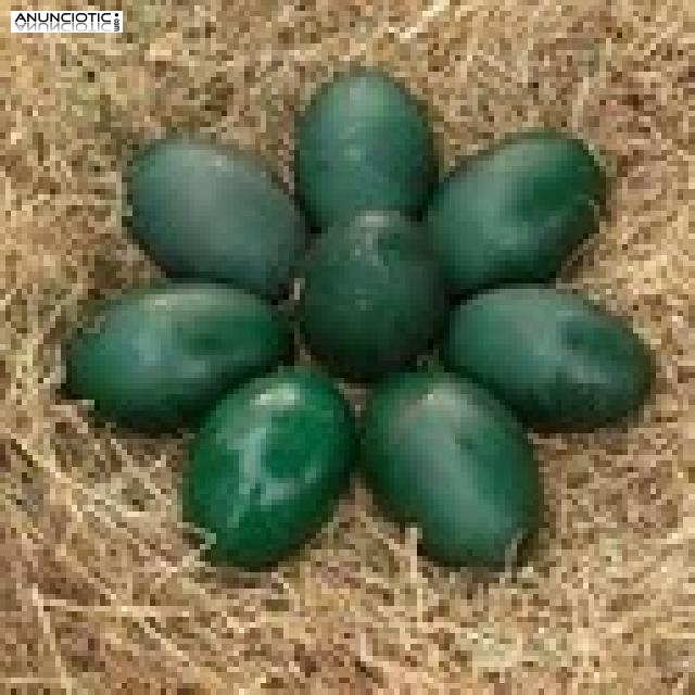 loros beb&eacute;s y huevos de loros
