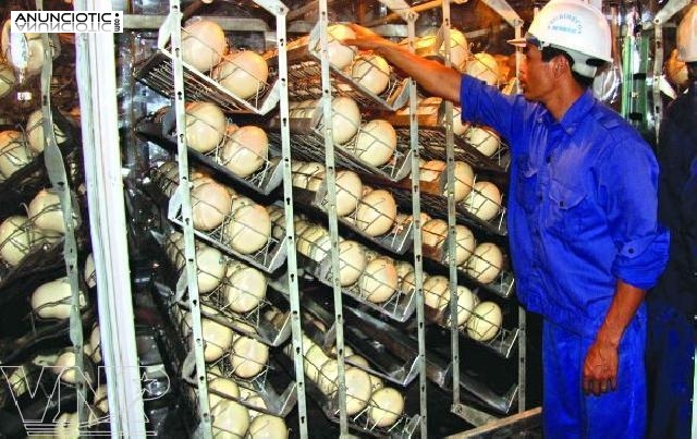 loros beb&eacute;s y huevos de loros