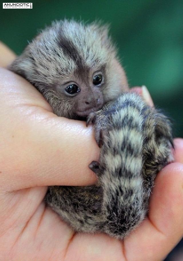 Monos beb&eacute; mono tit&iacute; para adopci&oacute;n