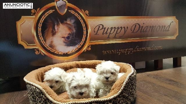 Criadero puppydiamond bichon maltes 