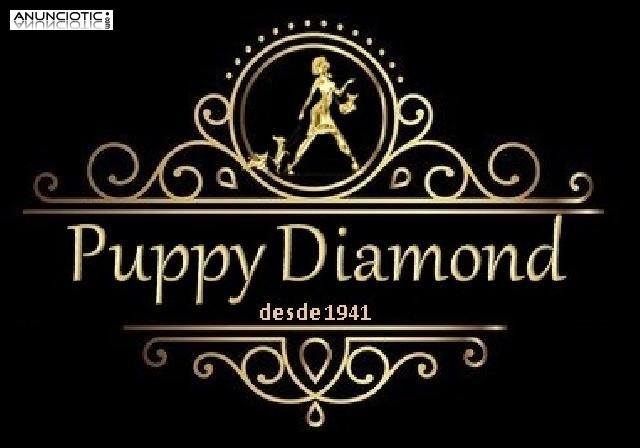 Bichon maltes puppydiamond