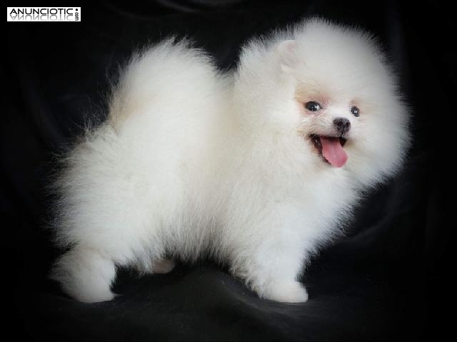 Lul&uacute; pomerania exclusivo puppy diamond