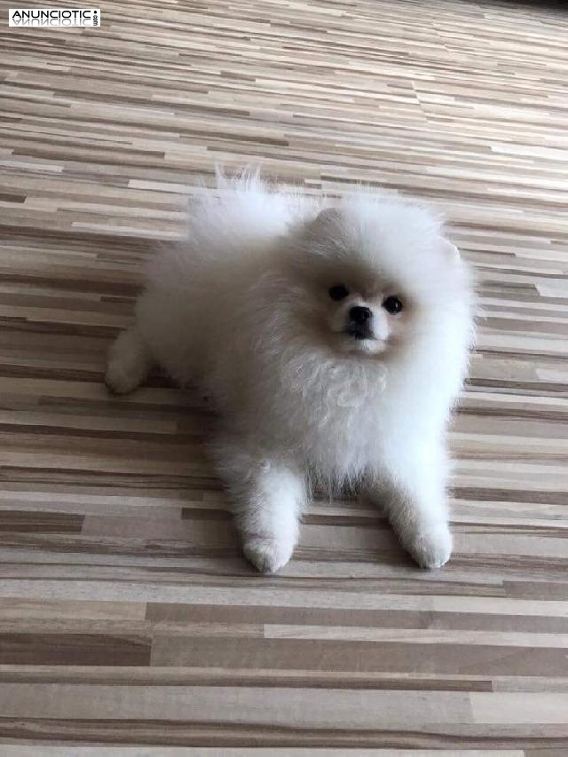 Lul&uacute; pomerania exclusivo puppy diamond