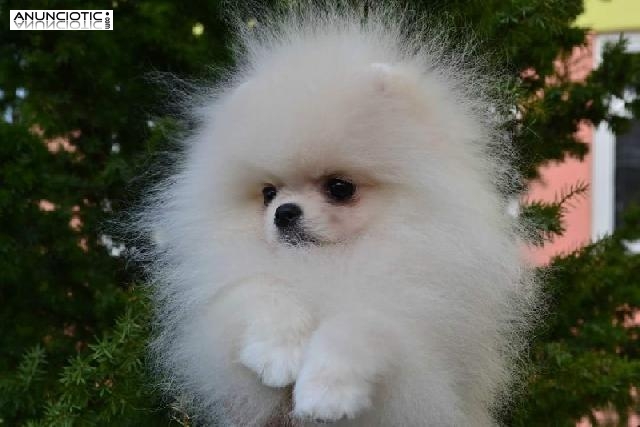 Lul&uacute; pomerania exclusivo puppy diamond