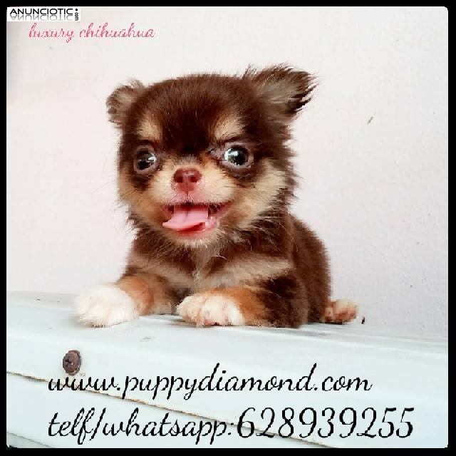 Chihuahuas micro mianiatura puppydiamond