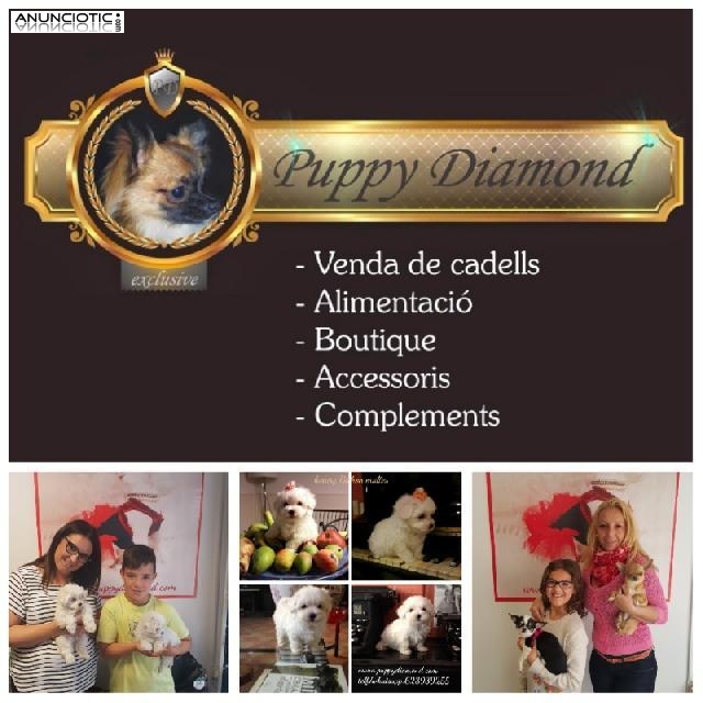Puppydiamond criadero exclusivo
