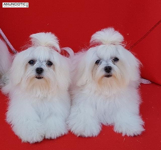 Criadero bich&oacute;n malt&eacute;s puppy diamond