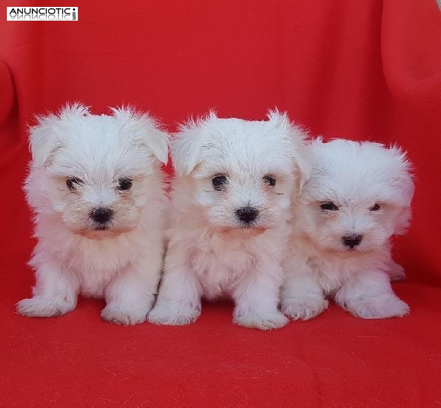 Criadero bich&oacute;n malt&eacute;s puppy diamond
