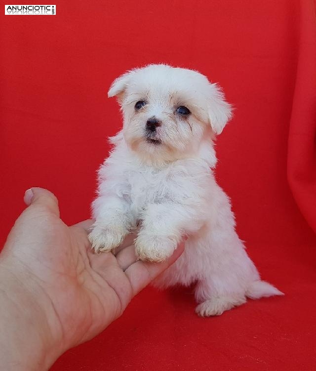 Criadero bich&oacute;n malt&eacute;s puppy diamond