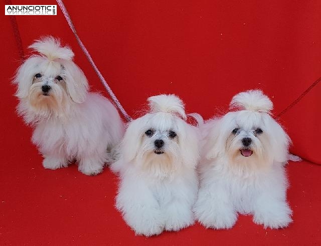 Criadero bich&oacute;n malt&eacute;s puppy diamond