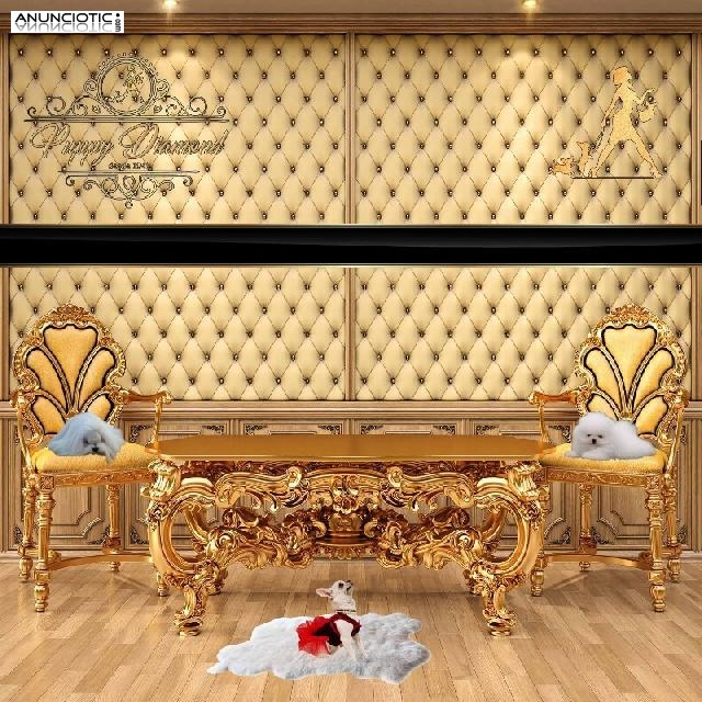 Lul&uacute; pomerania puppy diamond exclusive