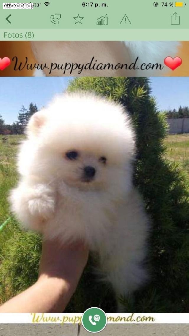 Lul&uacute; pomerania puppy diamond exclusive