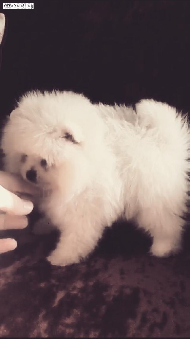 Lul&uacute; pomerania puppy diamond exclusive