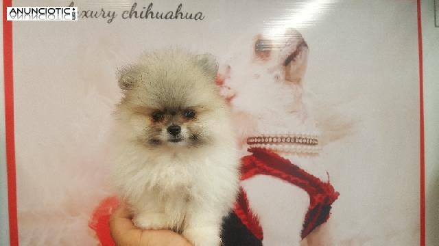 Lul&uacute; pomerania puppy diamond exclusive