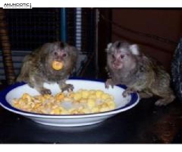 monos beb&eacute; marmoseta