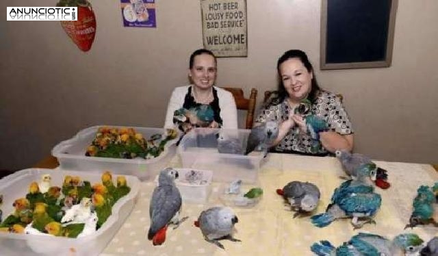 Loros, avestruz, pollitos y huevos f&eacute;rtiles para venta