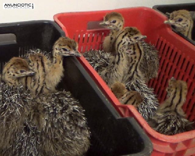Loros, avestruz, pollitos y huevos f&eacute;rtiles para venta